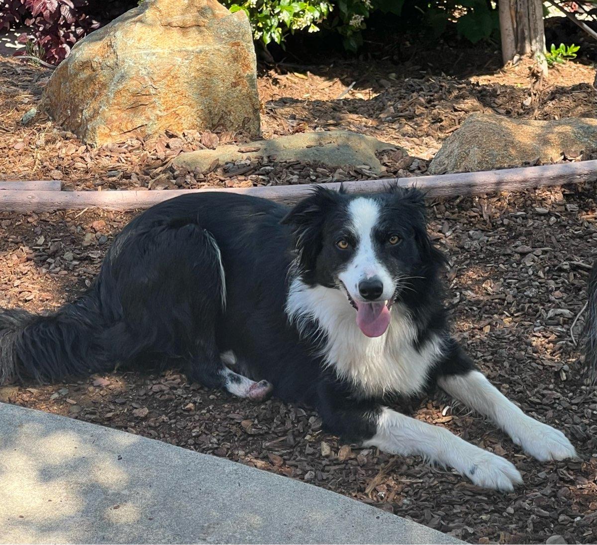 Enlarge 26Whitney, a ADOPTABLE mixed breed in Shingle Springs, CA image 5/5