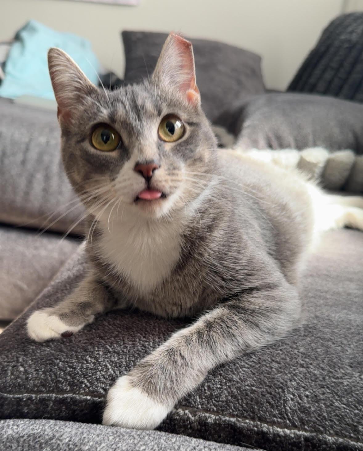 Penelope, Adoptable, Young Female Domestic Short Hair.