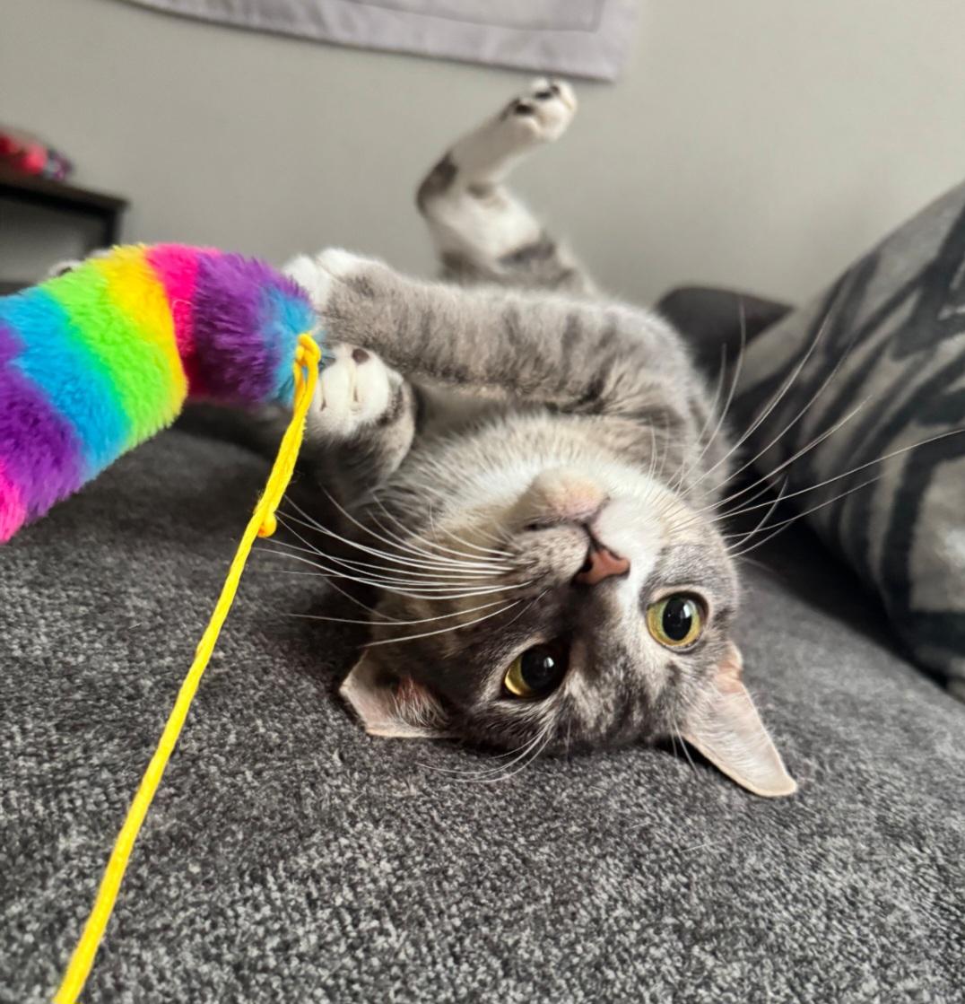 Penelope, a Adoptable Domestic Short Hair in Covington, GA image 2/5