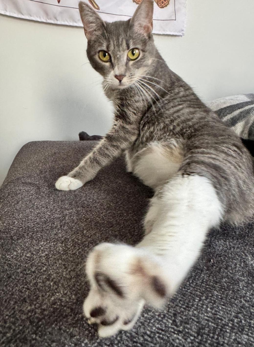 Penelope, a Adoptable Domestic Short Hair in Covington, GA image 3/5