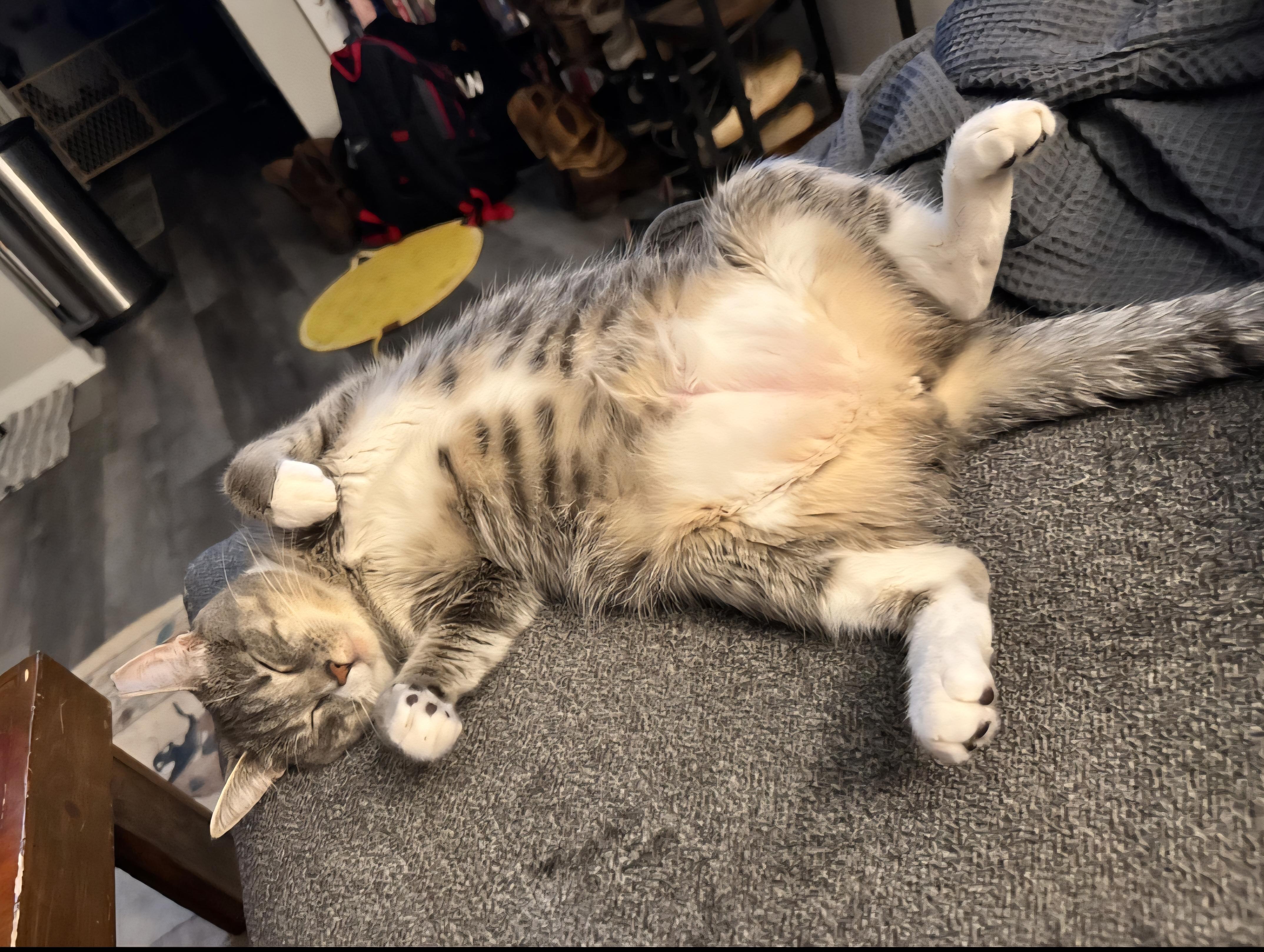 Penelope, a Adoptable Domestic Short Hair in Covington, GA image 5/5