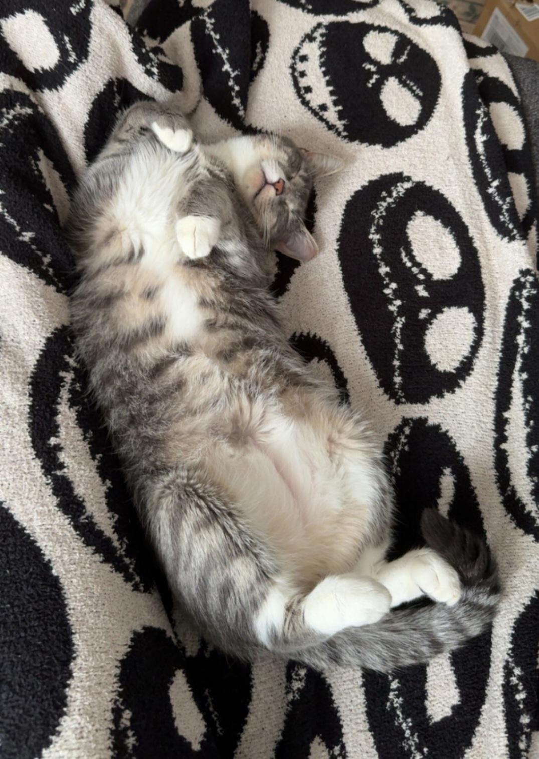 Penelope, a Adoptable Domestic Short Hair in Covington, GA image 4/5