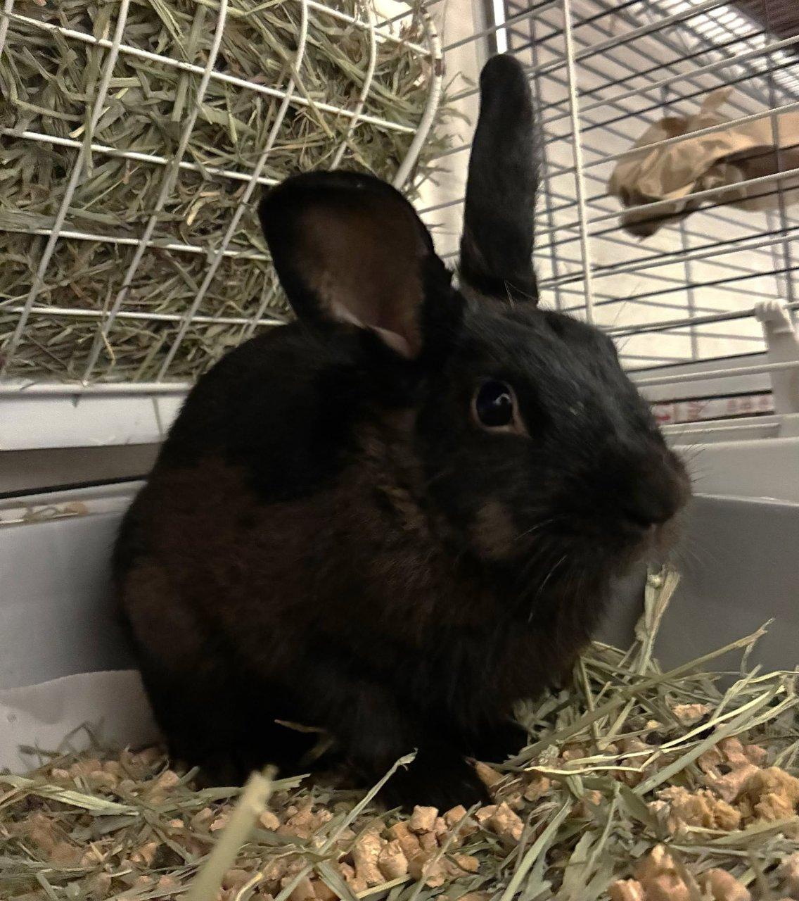 Ihop, Adoptable, Young Male Rex.
