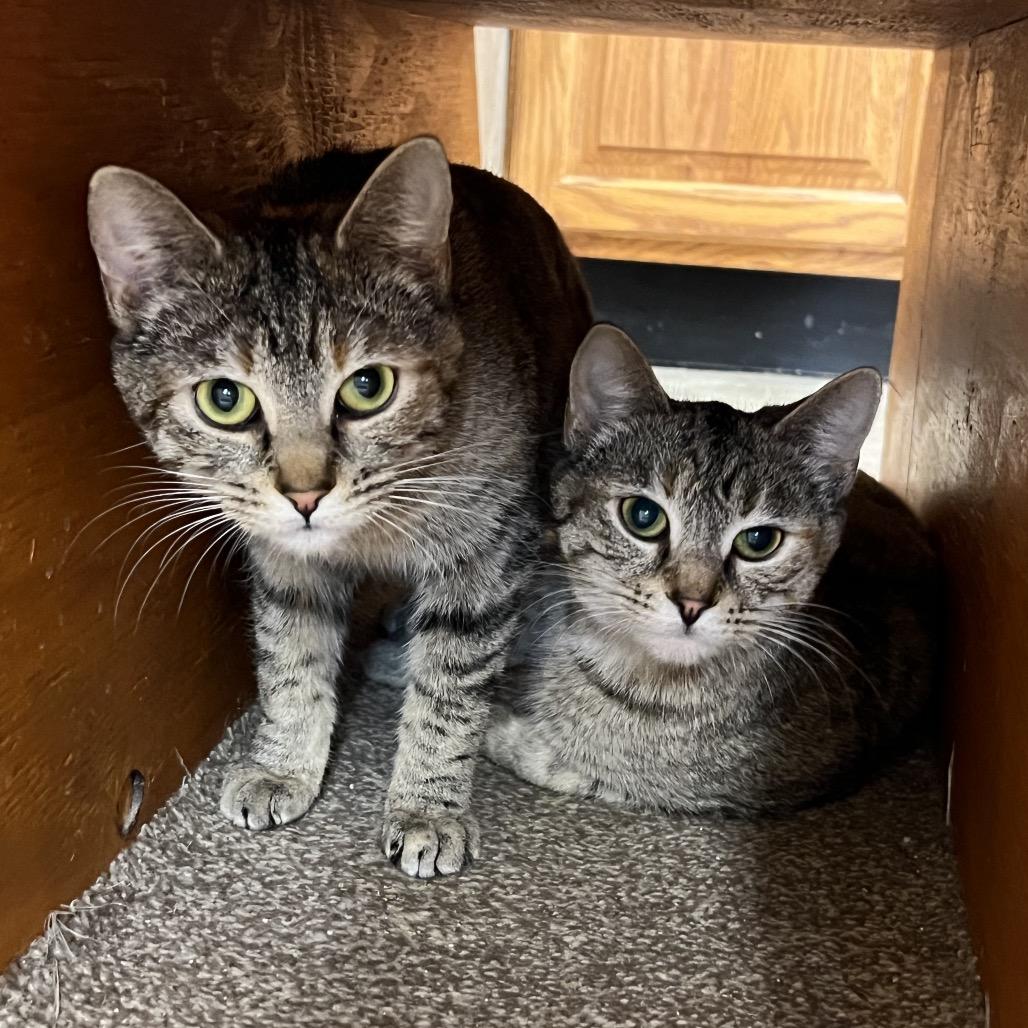 Izzy, Adoptable, Young Female Domestic Short Hair.