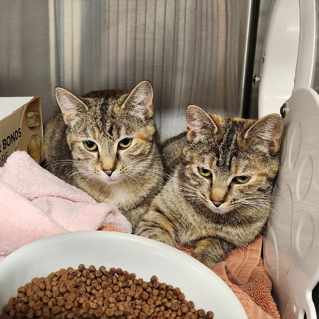 Enlarge Izzy, a Adoptable Domestic Short Hair in Delaware, OH image 2/6