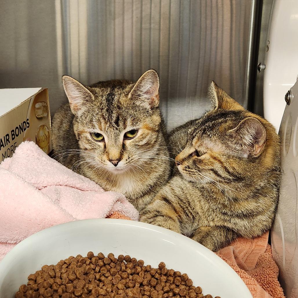 Enlarge Izzy, a Adoptable Domestic Short Hair in Delaware, OH image 3/6