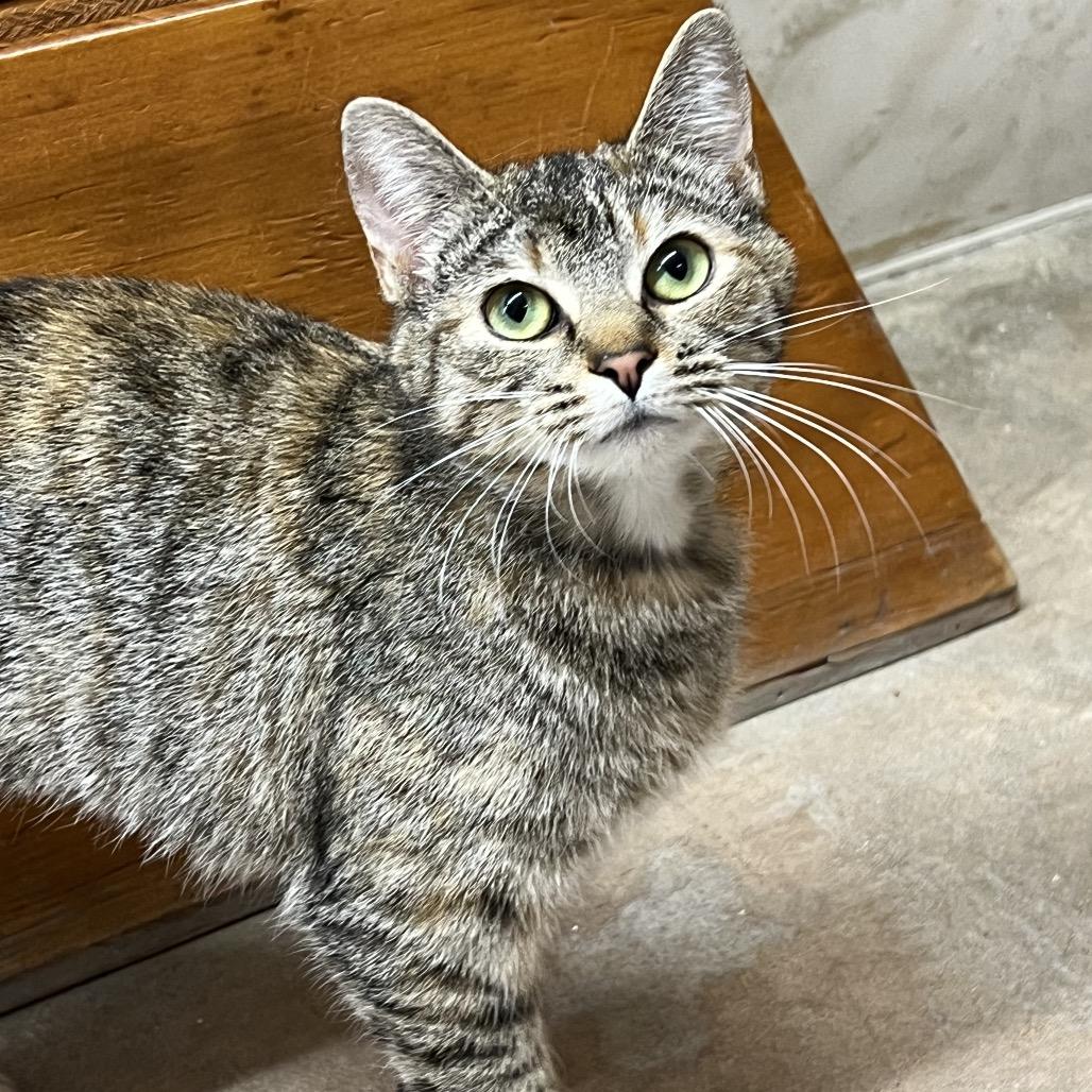 Enlarge Izzy, a Adoptable Domestic Short Hair in Delaware, OH image 4/6