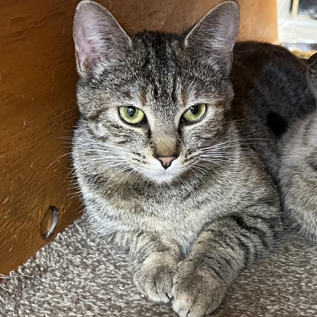 Enlarge Izzy, a Adoptable Domestic Short Hair in Delaware, OH image 5/6