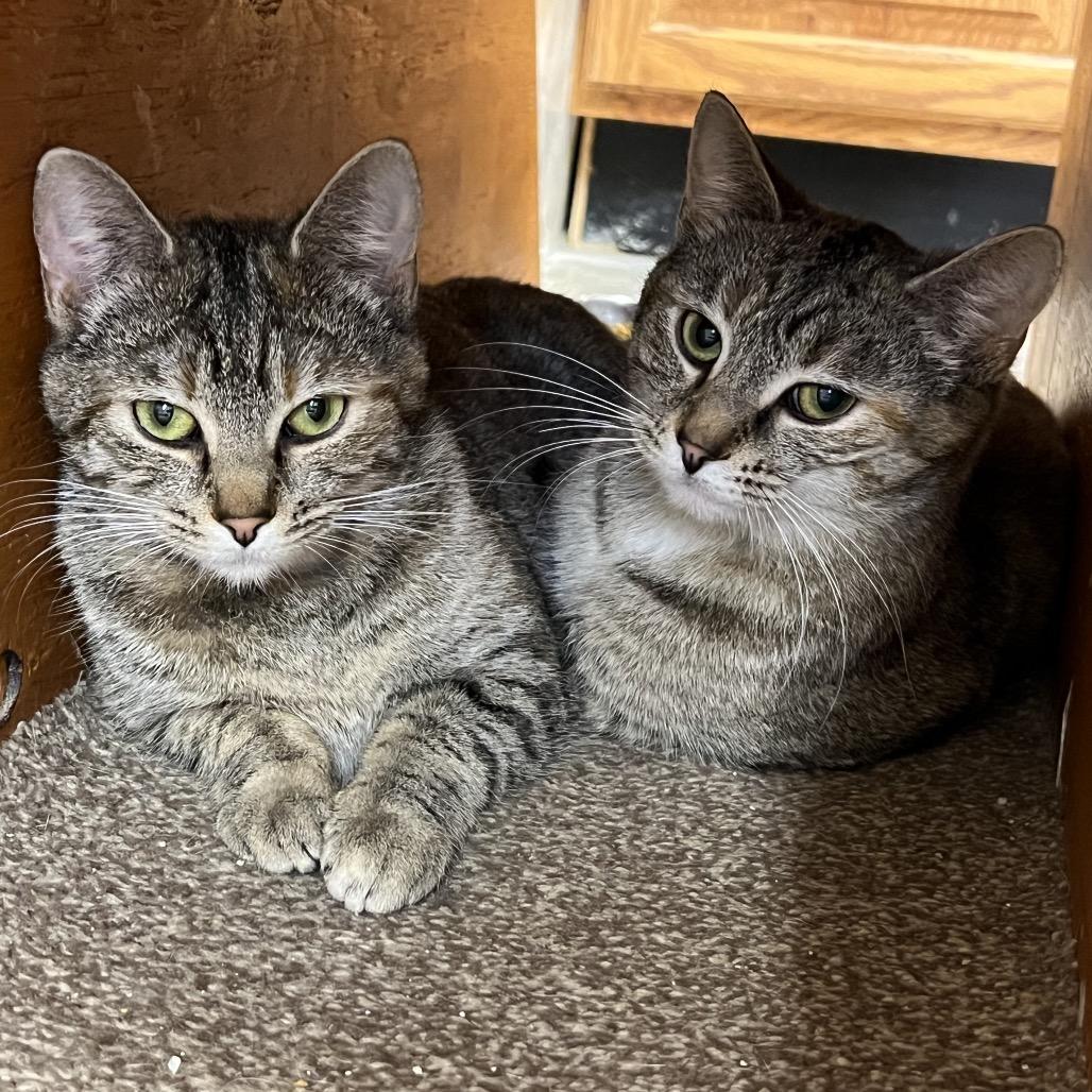 Enlarge Izzy, a Adoptable Domestic Short Hair in Delaware, OH image 6/6