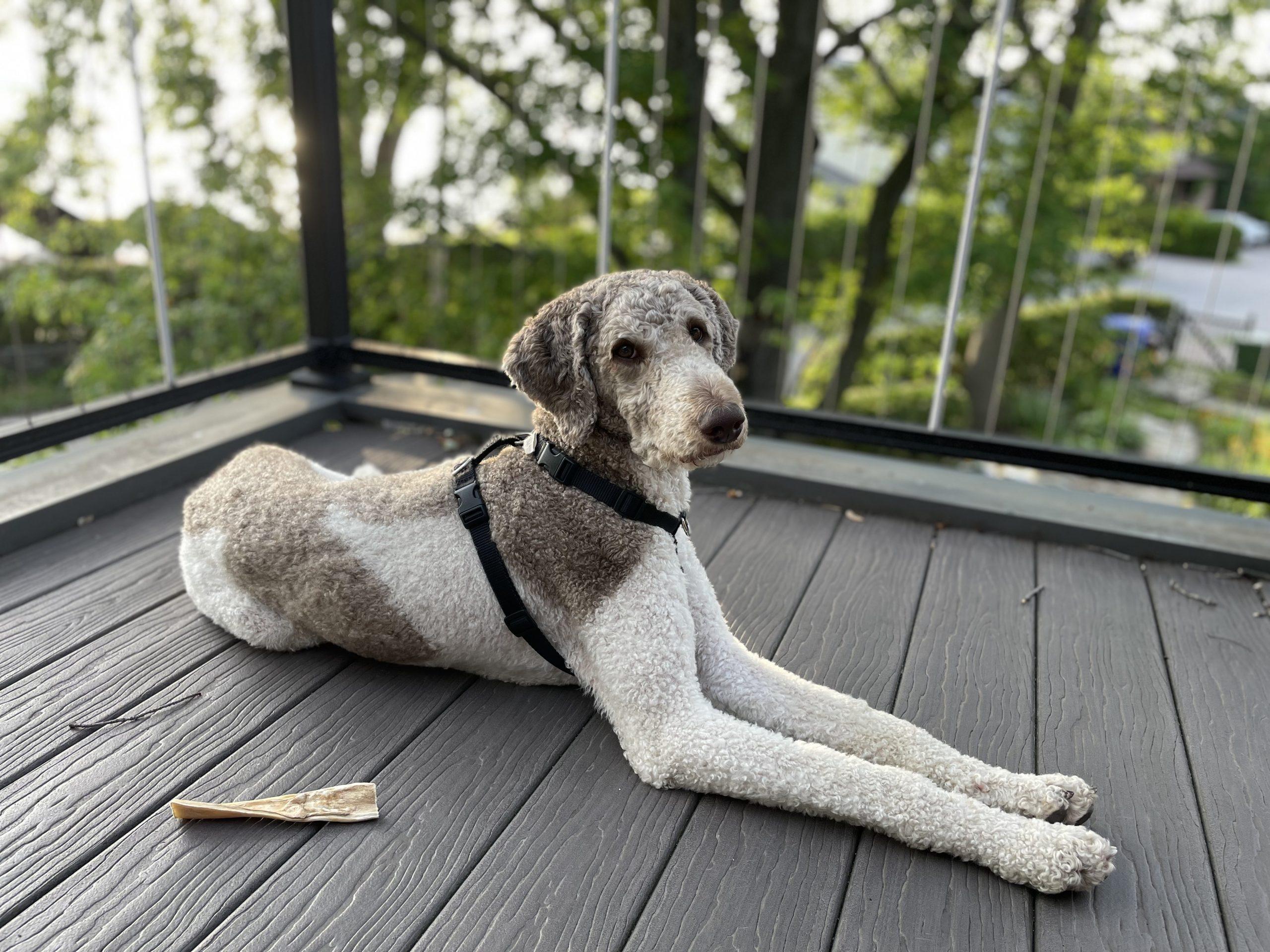Magnus, ADOPTABLE, Adult Male Standard Poodle.