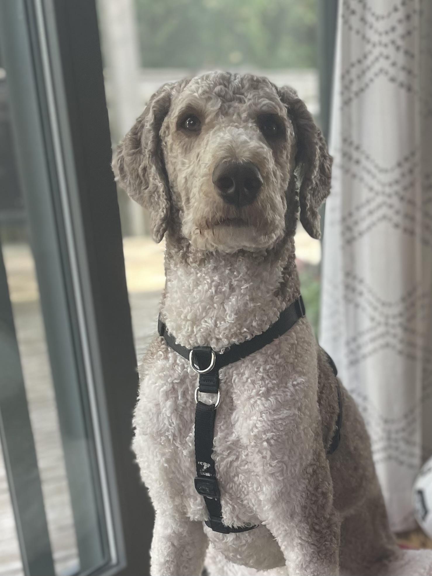 Enlarge Magnus, a ADOPTABLE Standard Poodle in Ottawa, ON image 2/3