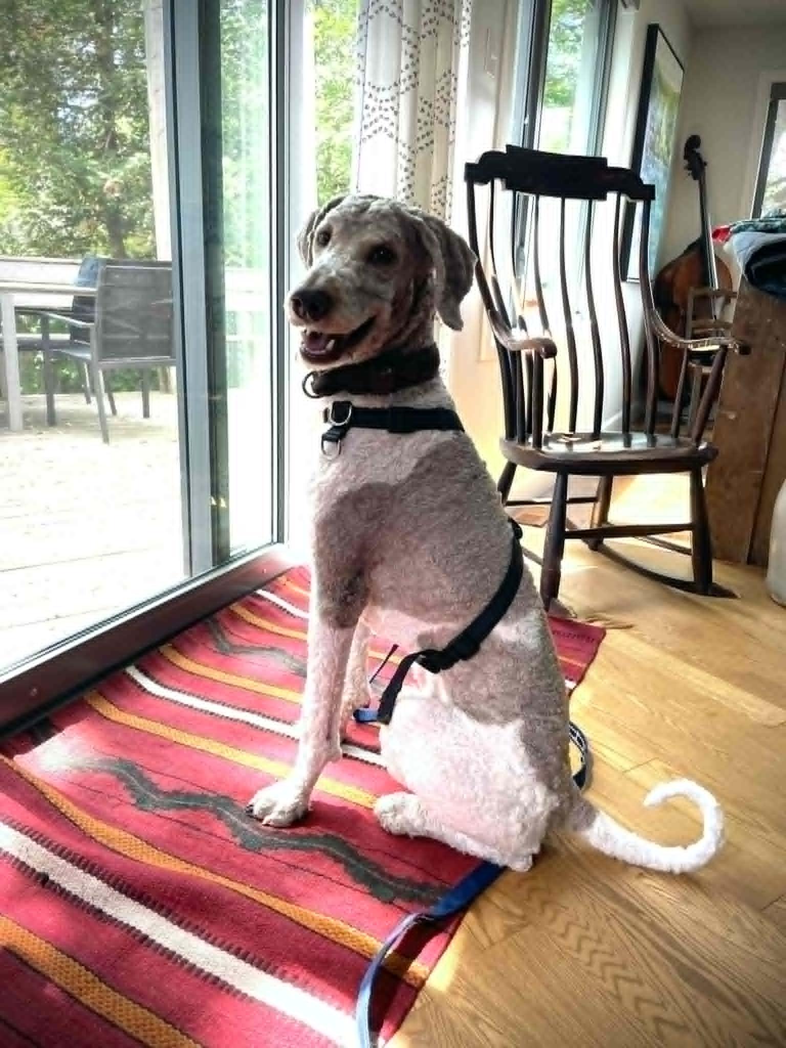 Enlarge Magnus, a ADOPTABLE Standard Poodle in Ottawa, ON image 3/3