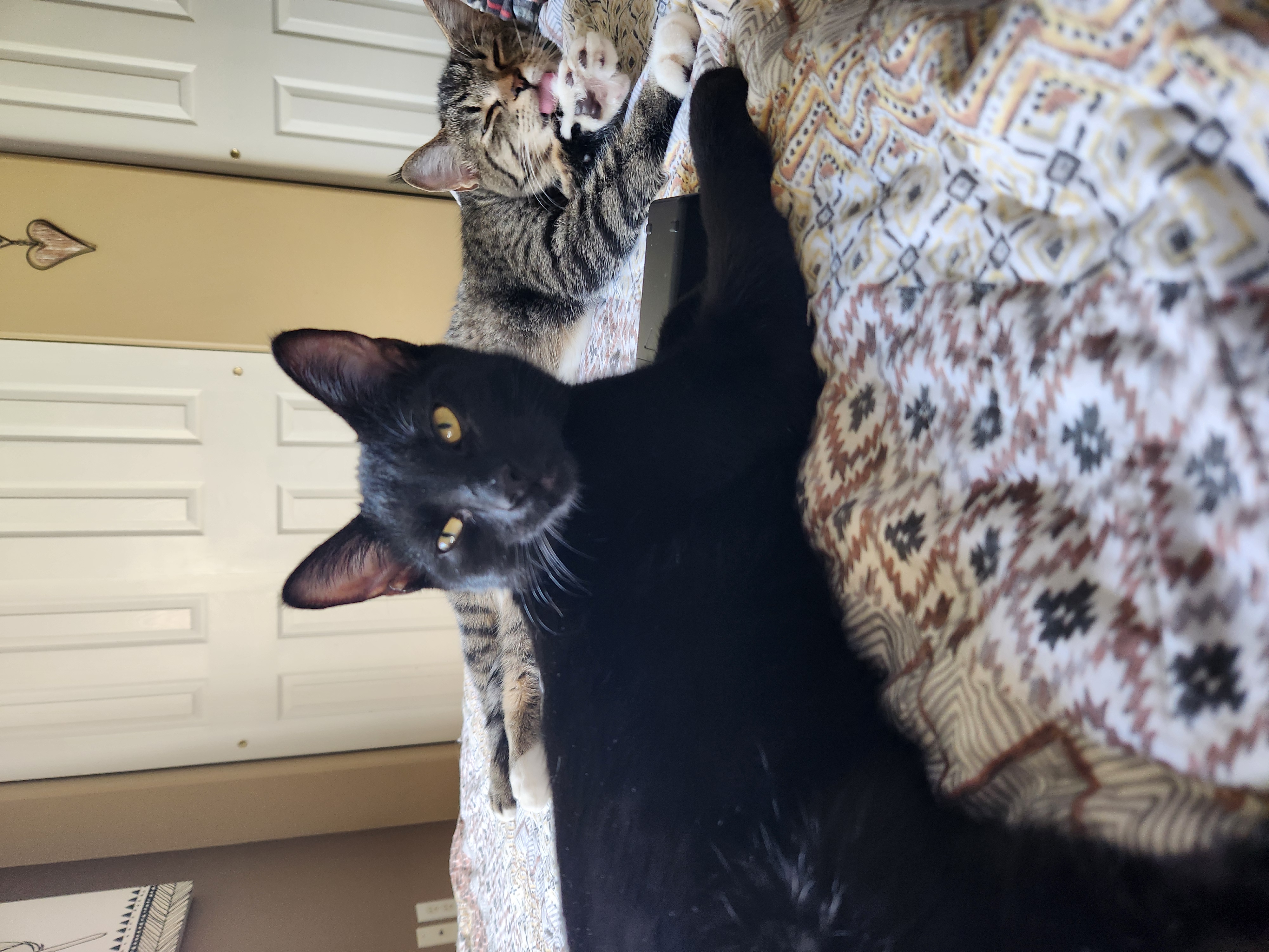 Enlarge Spanky, a Adopted Domestic Short Hair in Spokane, WA image 2/3