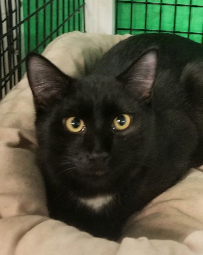 Enlarge Spanky, a Adopted Domestic Short Hair in Spokane, WA image 1/3
