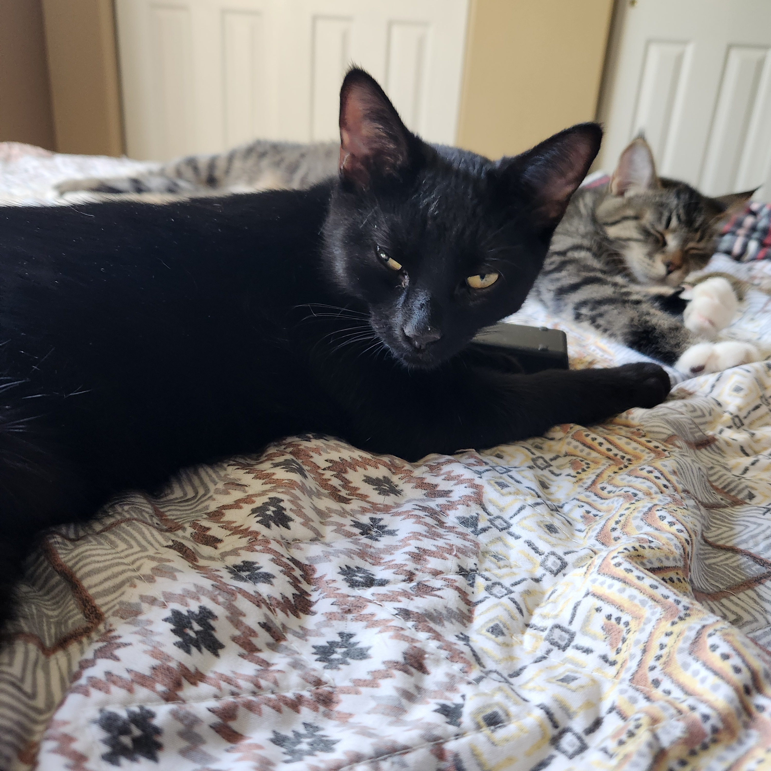Enlarge Spanky, a Adopted Domestic Short Hair in Spokane, WA image 3/3