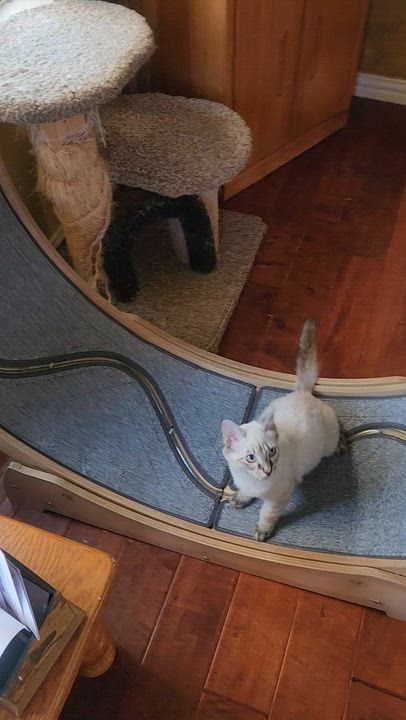 Enlarge Roku (lynx point Siamese), a Adoptable mixed breed in Allen, TX video 6/6