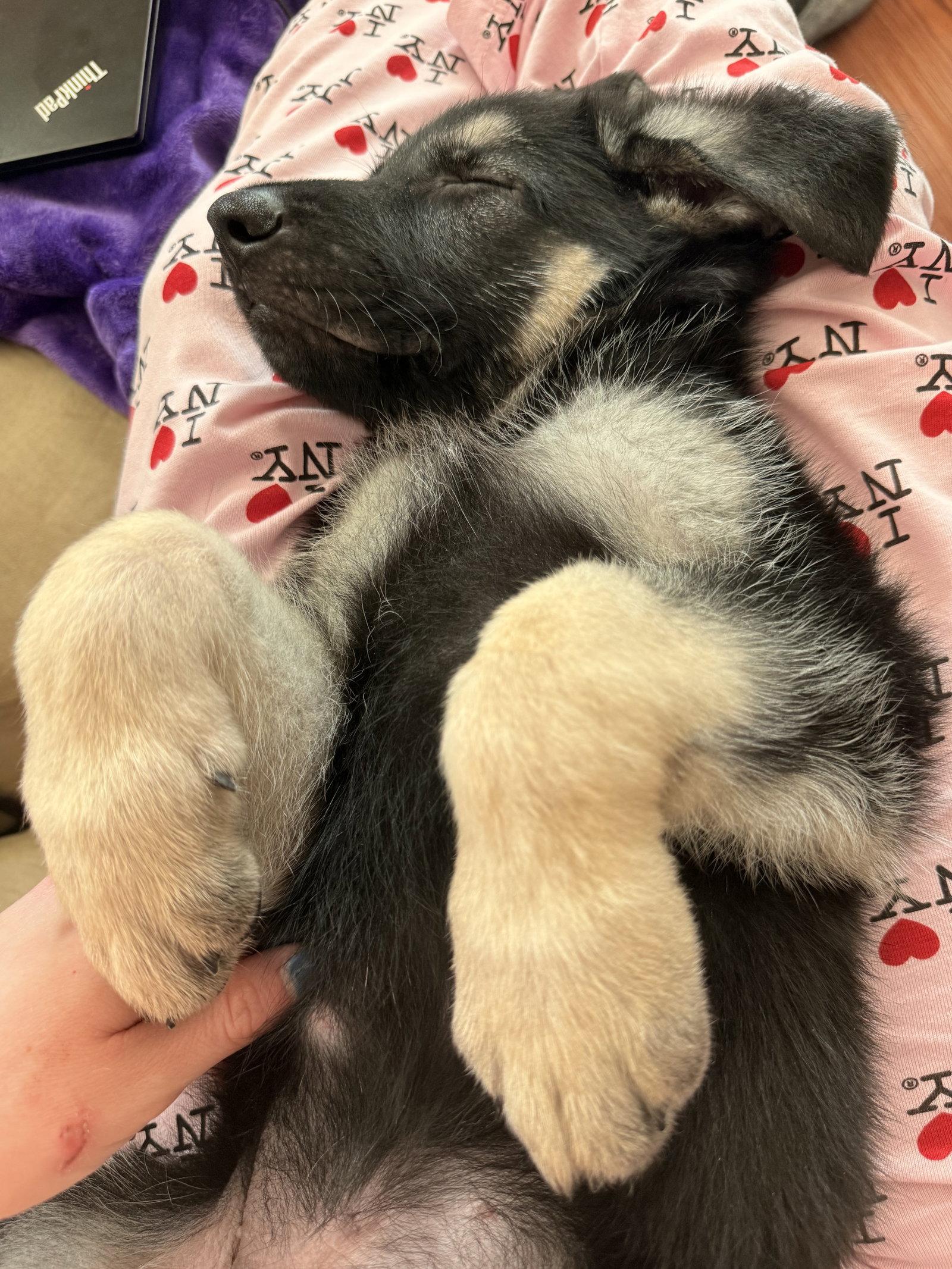 Lincoln 7321, Adoptable, Puppy Male German Shepherd Dog.