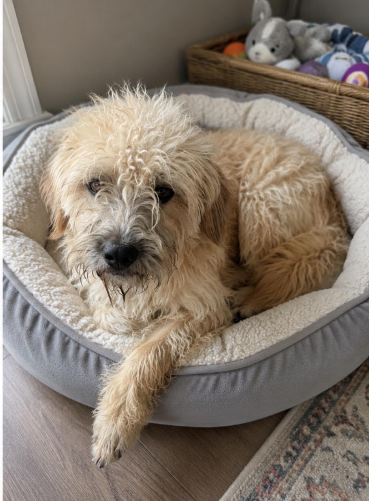 Rebekah, an adopted mixed breed in Corona, CA image 2/3