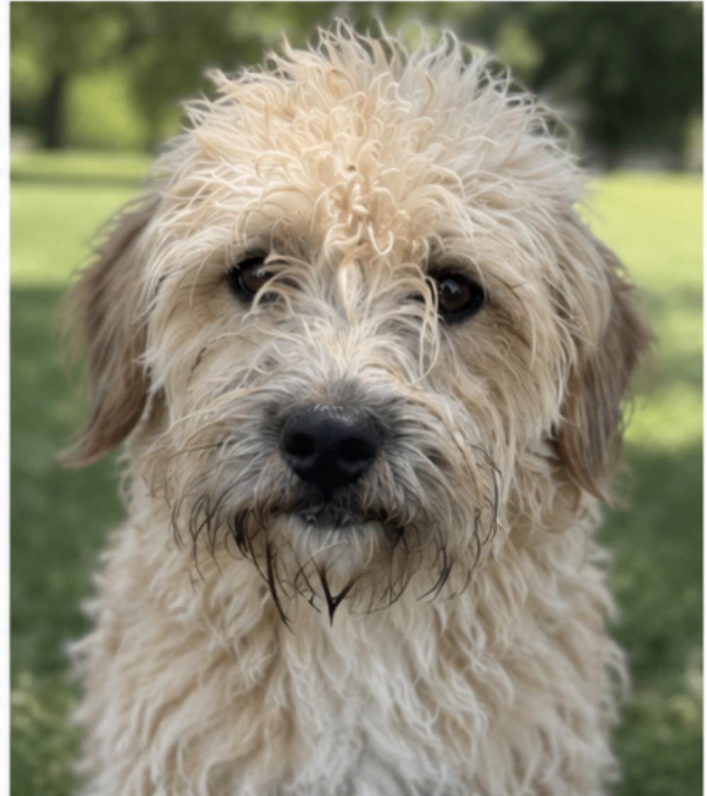 Rebekah, an adopted mixed breed in Corona, CA image 3/3