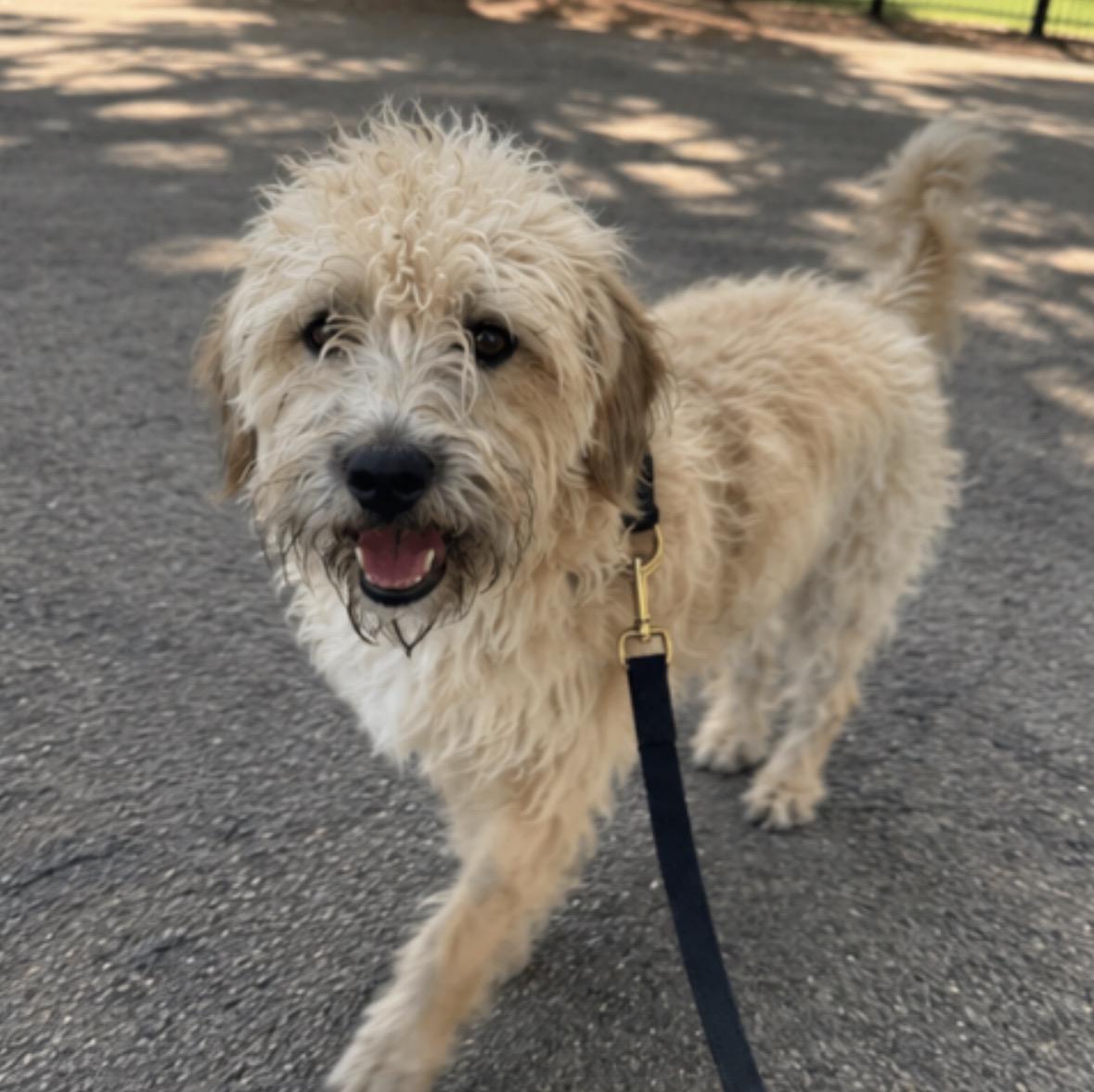 Rebekah, adopted, Young Female Wheaten Terrier & Poodle.