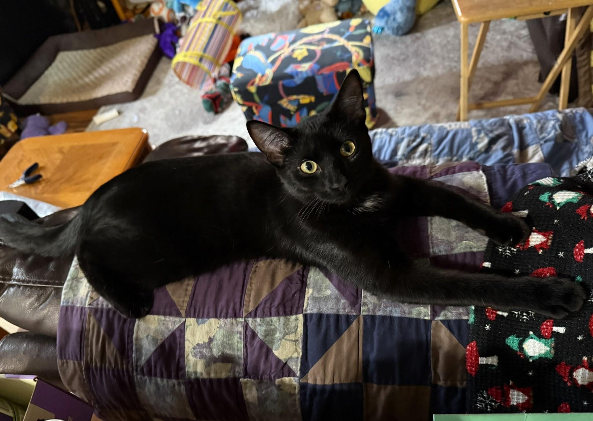 Kino, a Adoptable Domestic Short Hair in Taylor, MI image 1/6