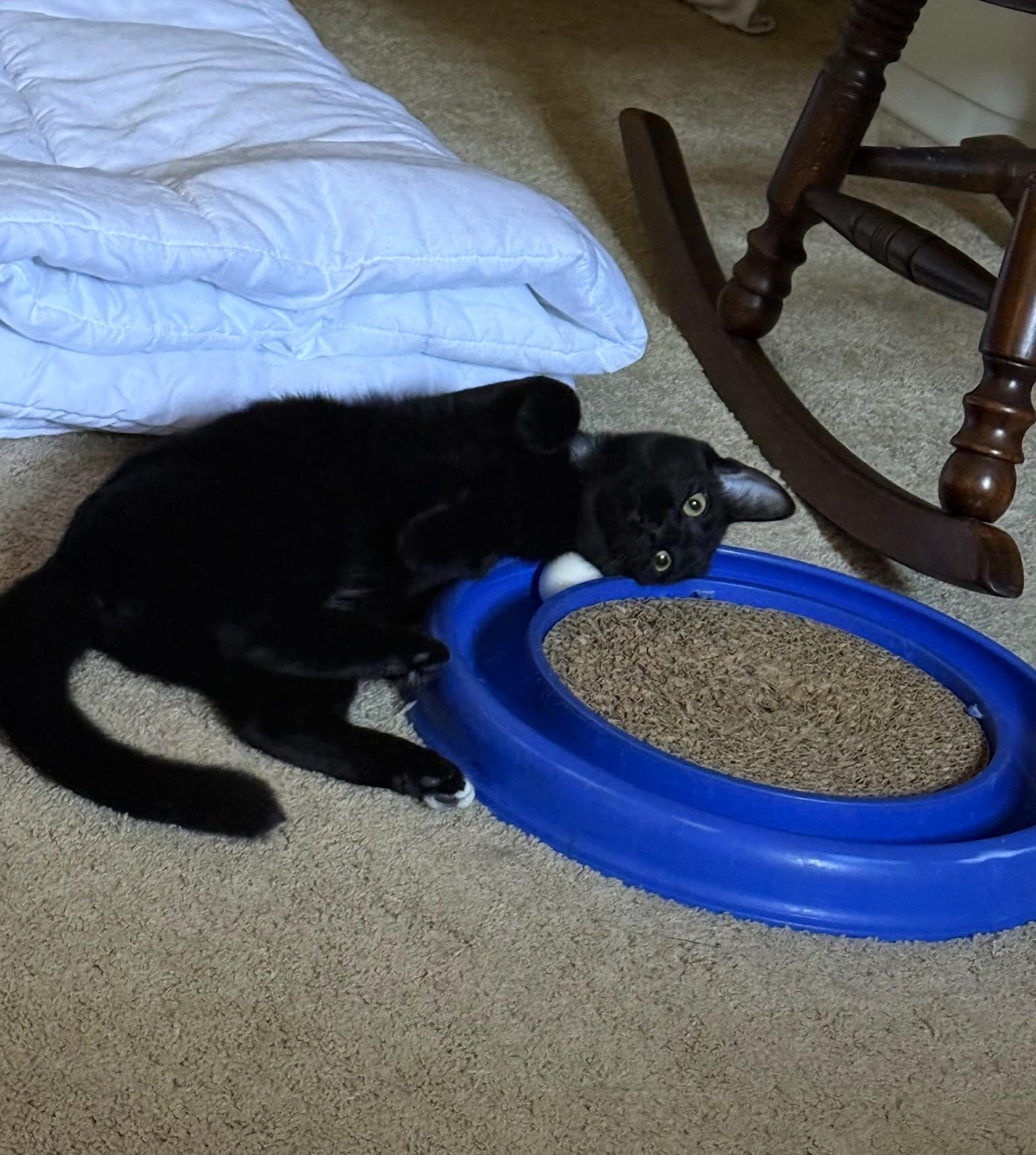 Kino, a Adoptable Domestic Short Hair in Taylor, MI image 5/6