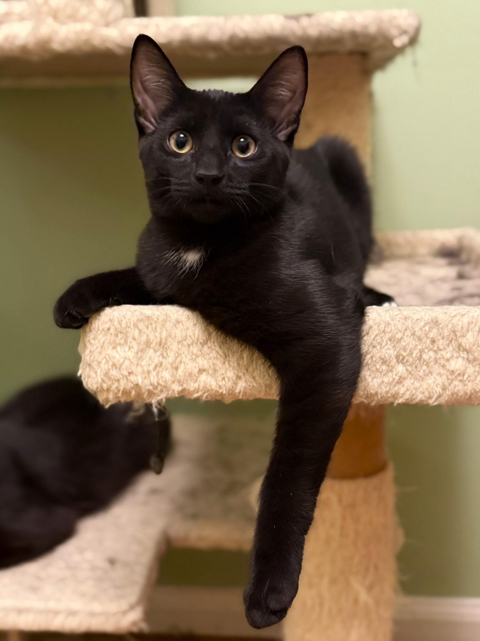 Kino, a Adoptable Domestic Short Hair in Taylor, MI image 2/6