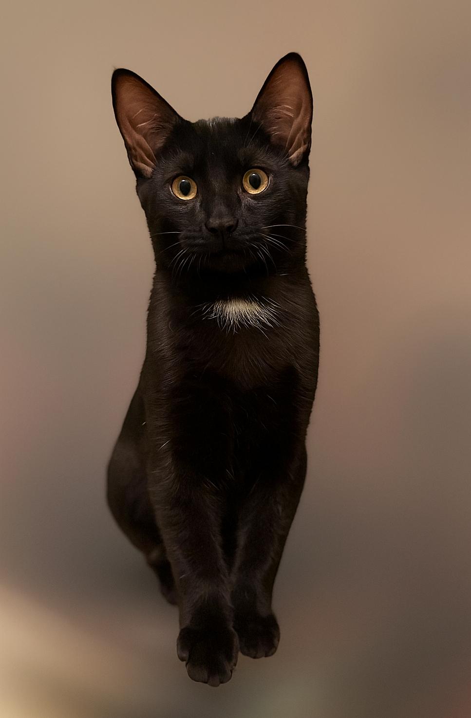 Kino, a Adoptable Domestic Short Hair in Taylor, MI image 3/6