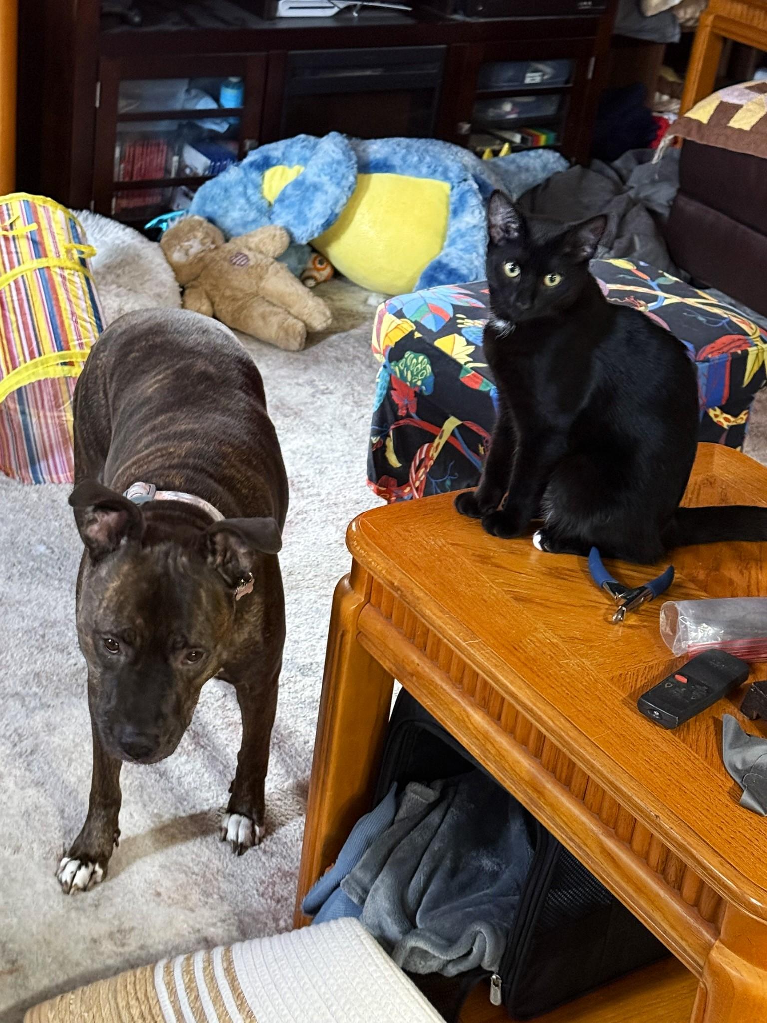 Kino, a Adoptable Domestic Short Hair in Taylor, MI image 4/6