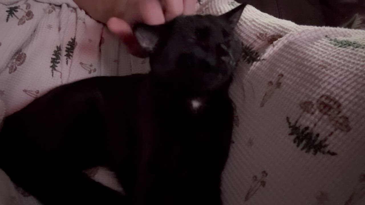 Enlarge Kino, a Adoptable Domestic Short Hair in Taylor, MI video 6/6