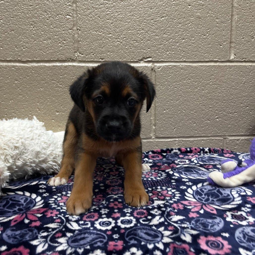 Enlarge Glacier, a ADOPTABLE mixed breed in Avon, CT image 2/4