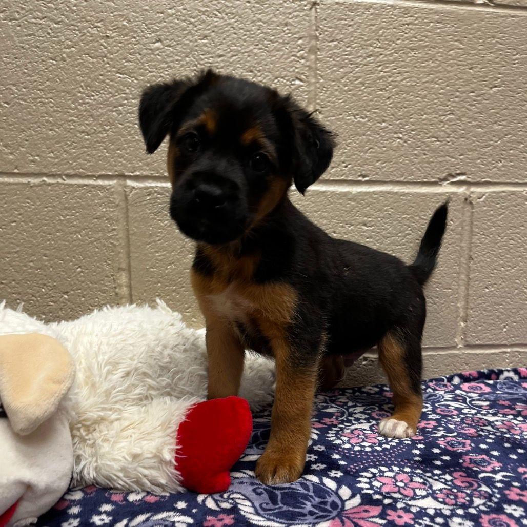 Enlarge Glacier, a ADOPTABLE mixed breed in Avon, CT image 3/4