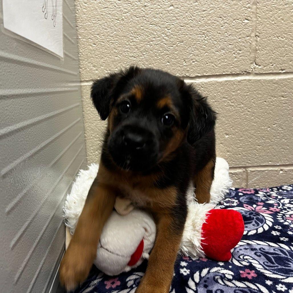 Enlarge Glacier, a ADOPTABLE mixed breed in Avon, CT image 4/4