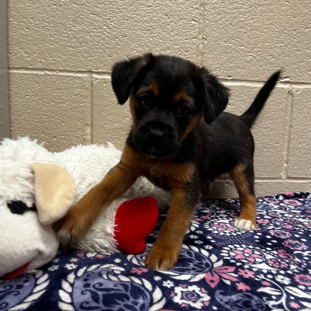 Enlarge Glacier, a ADOPTABLE mixed breed in Avon, CT image 1/4