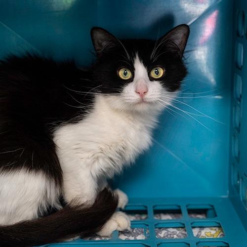 Molly, Adoptable, Senior Female Domestic Short Hair.