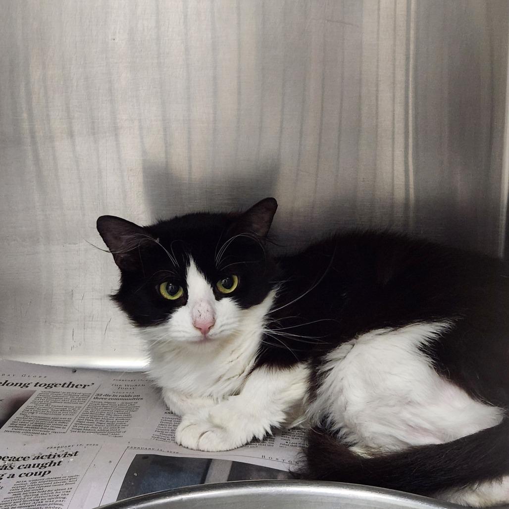 Molly, a Adoptable Domestic Short Hair in Brockton, MA image 2/2