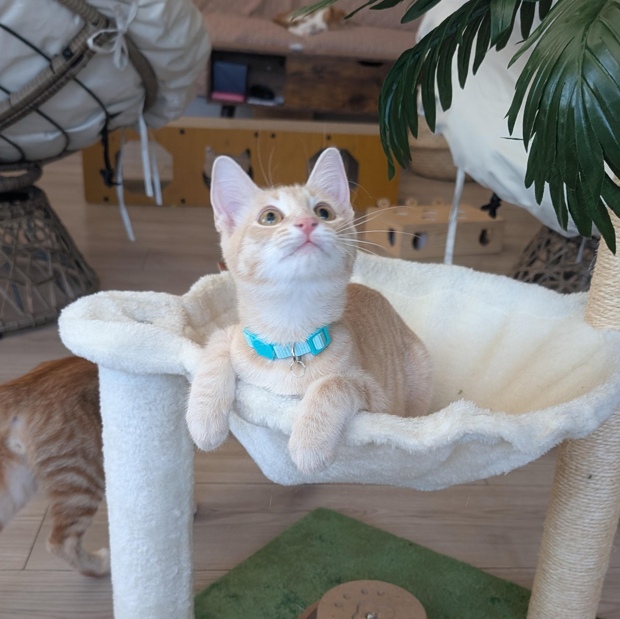 Enlarge Champ & Calvin (Bonded Brothers), a Adoptable Domestic Short Hair in San Francisco, CA image 4/6