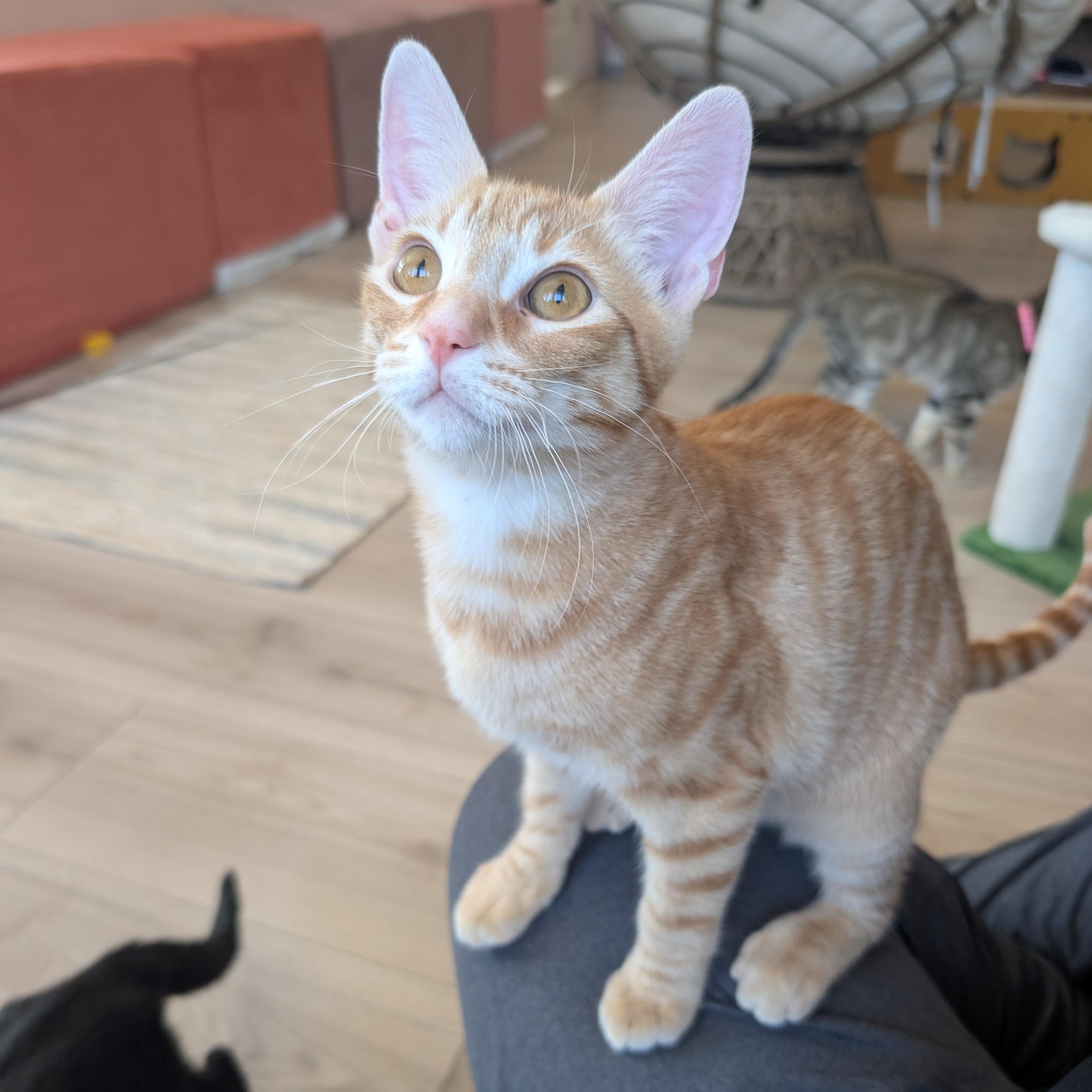 Enlarge Champ & Calvin (Bonded Brothers), a Adoptable Domestic Short Hair in San Francisco, CA image 5/6
