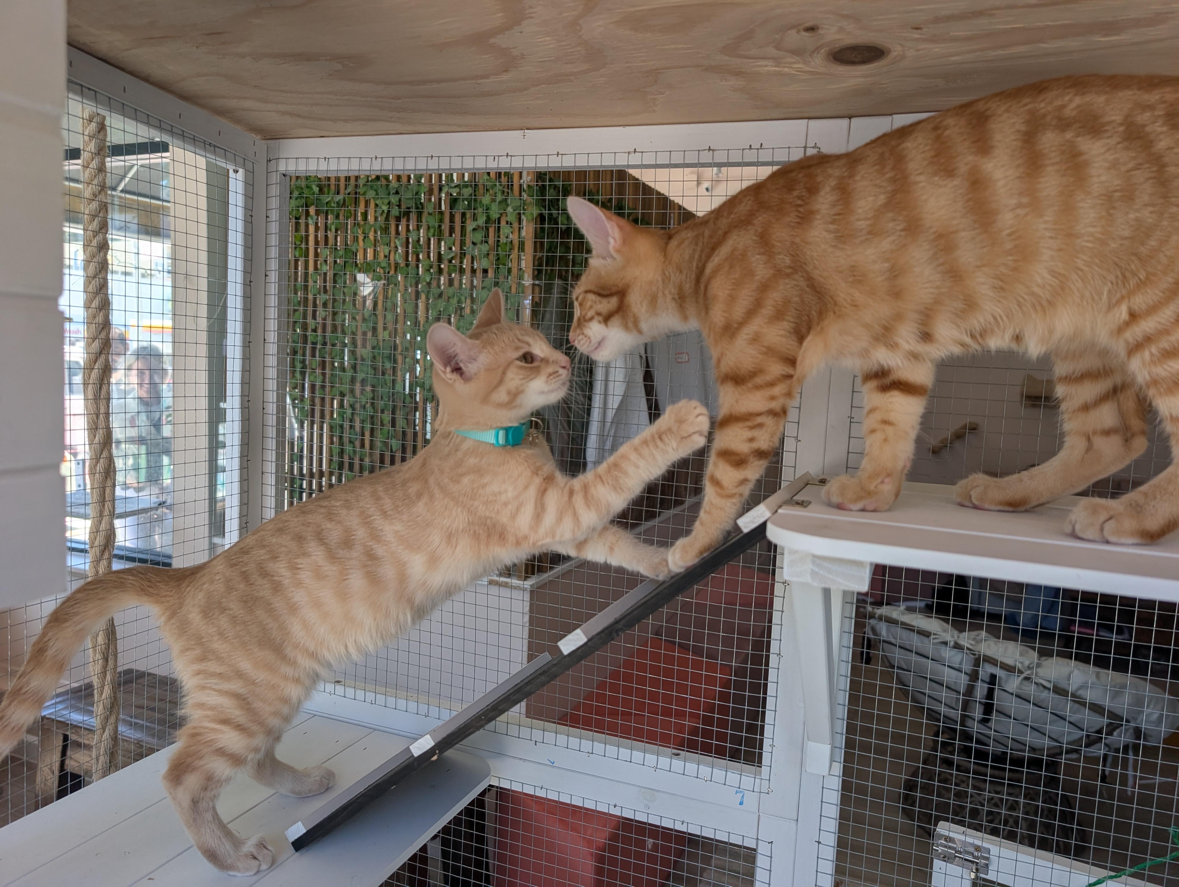 Enlarge Champ & Calvin (Bonded Brothers), a Adoptable Domestic Short Hair in San Francisco, CA image 6/6