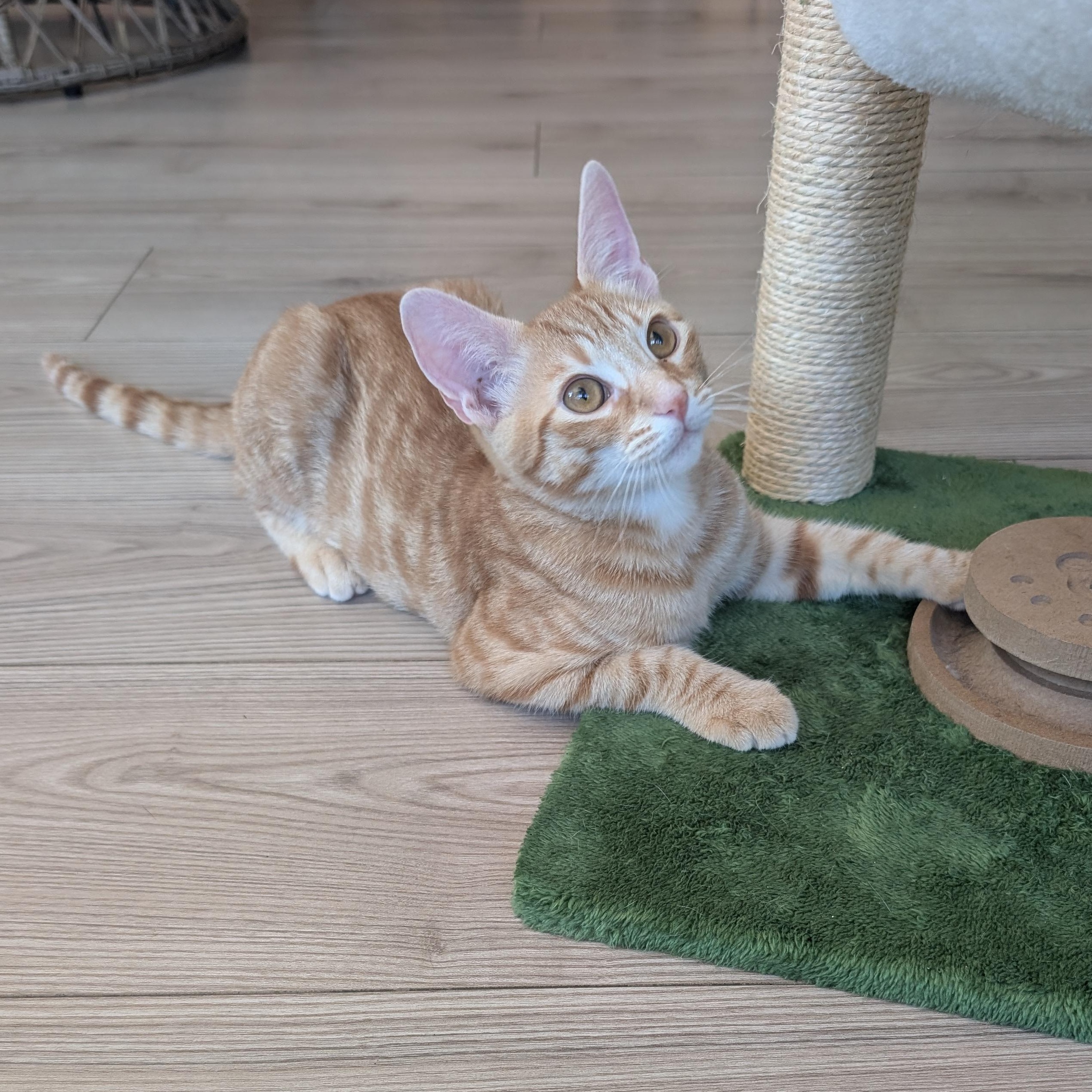 Enlarge Champ & Calvin (Bonded Brothers), a Adoptable Domestic Short Hair in San Francisco, CA image 3/6