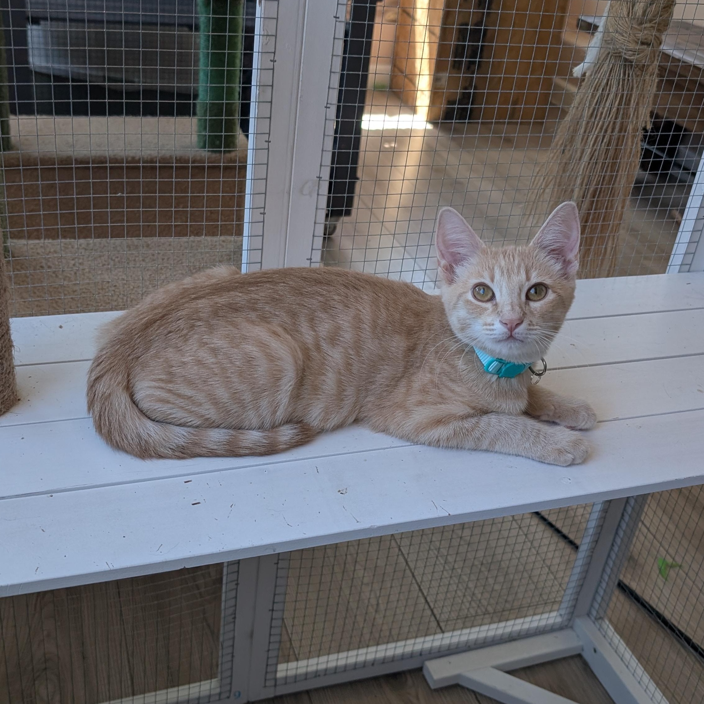 Enlarge Champ & Calvin (Bonded Brothers), a Adoptable Domestic Short Hair in San Francisco, CA image 2/6