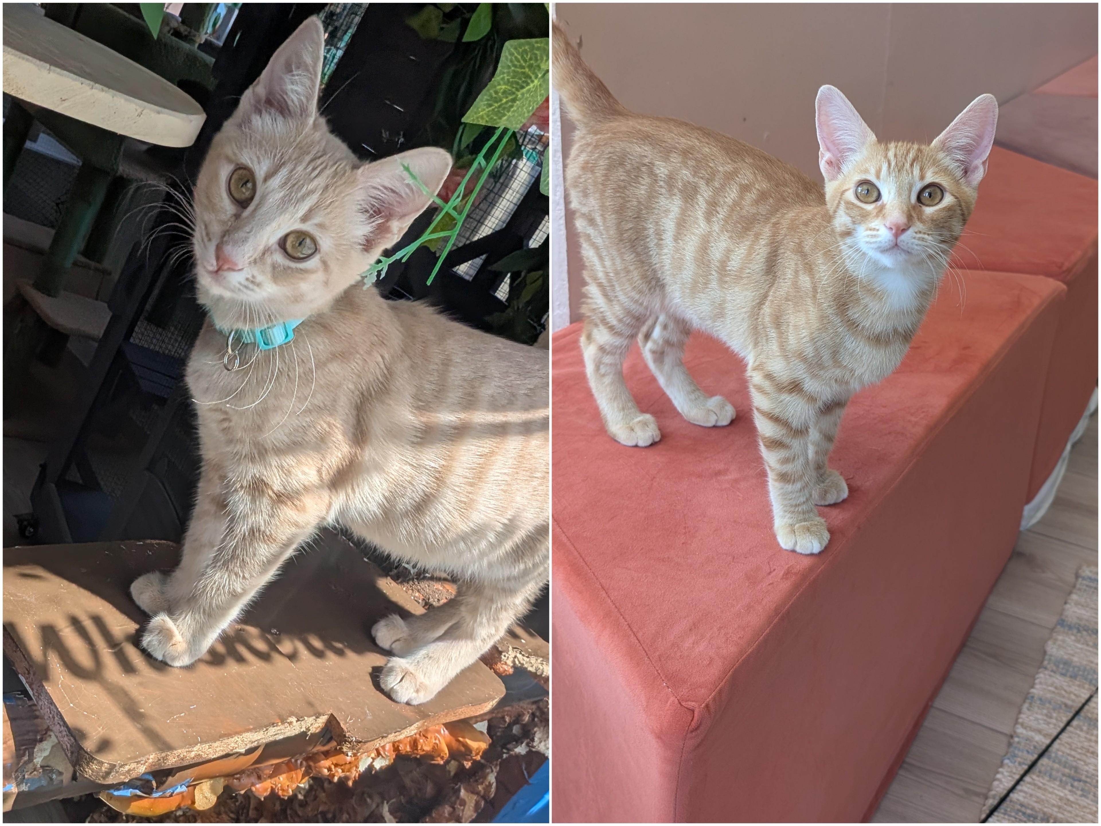 Enlarge Champ & Calvin (Bonded Brothers), a Adoptable Domestic Short Hair in San Francisco, CA image 1/6
