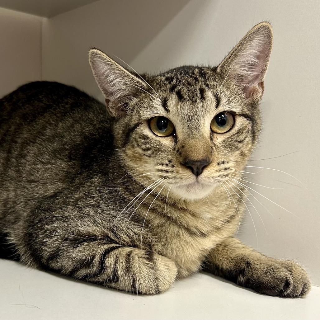 Quarter Pounder, Adoptable, Young Male Domestic Short Hair.