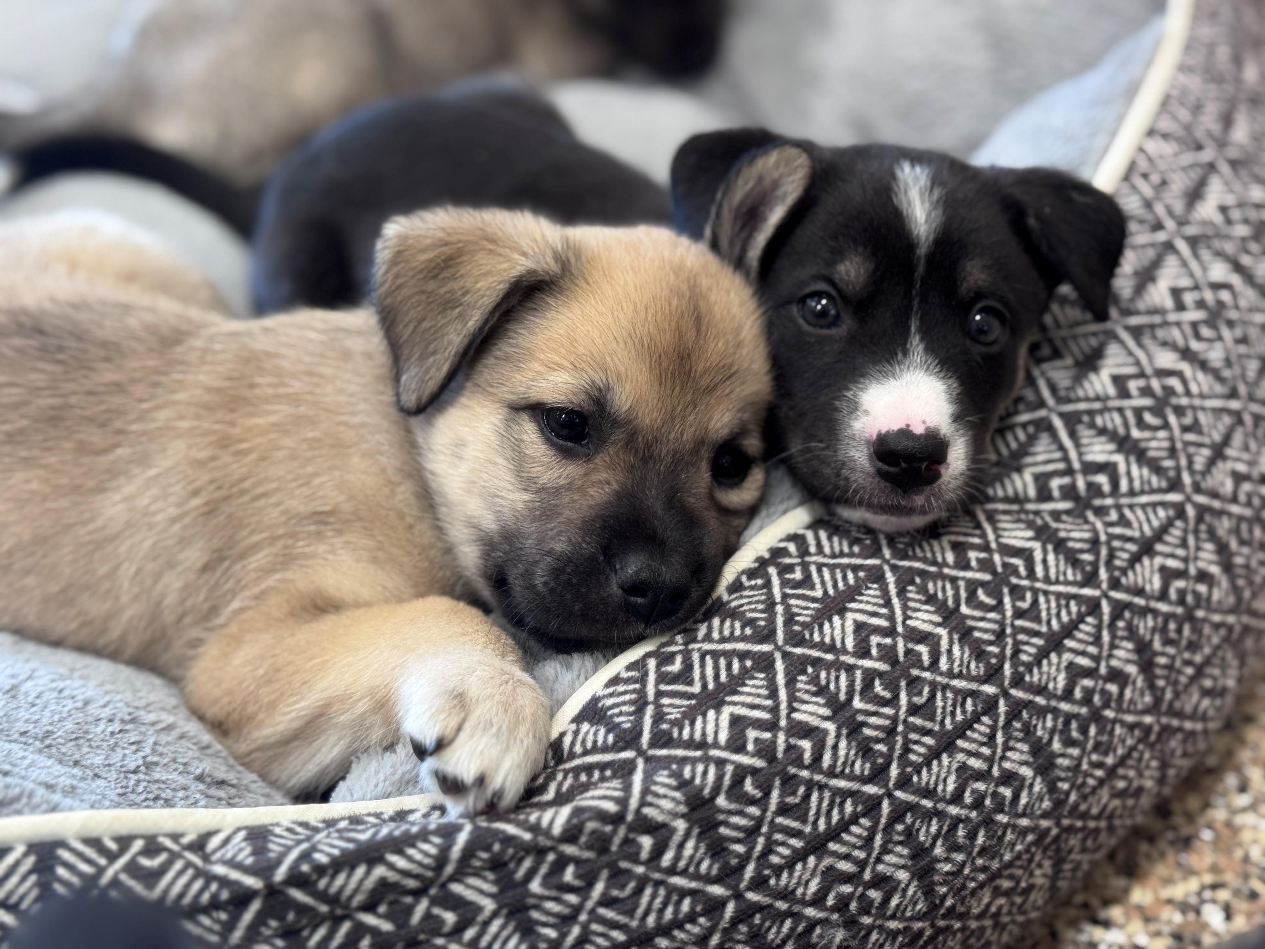 Kuma, a ADOPTABLE mixed breed in Hackensack, MN image 3/6