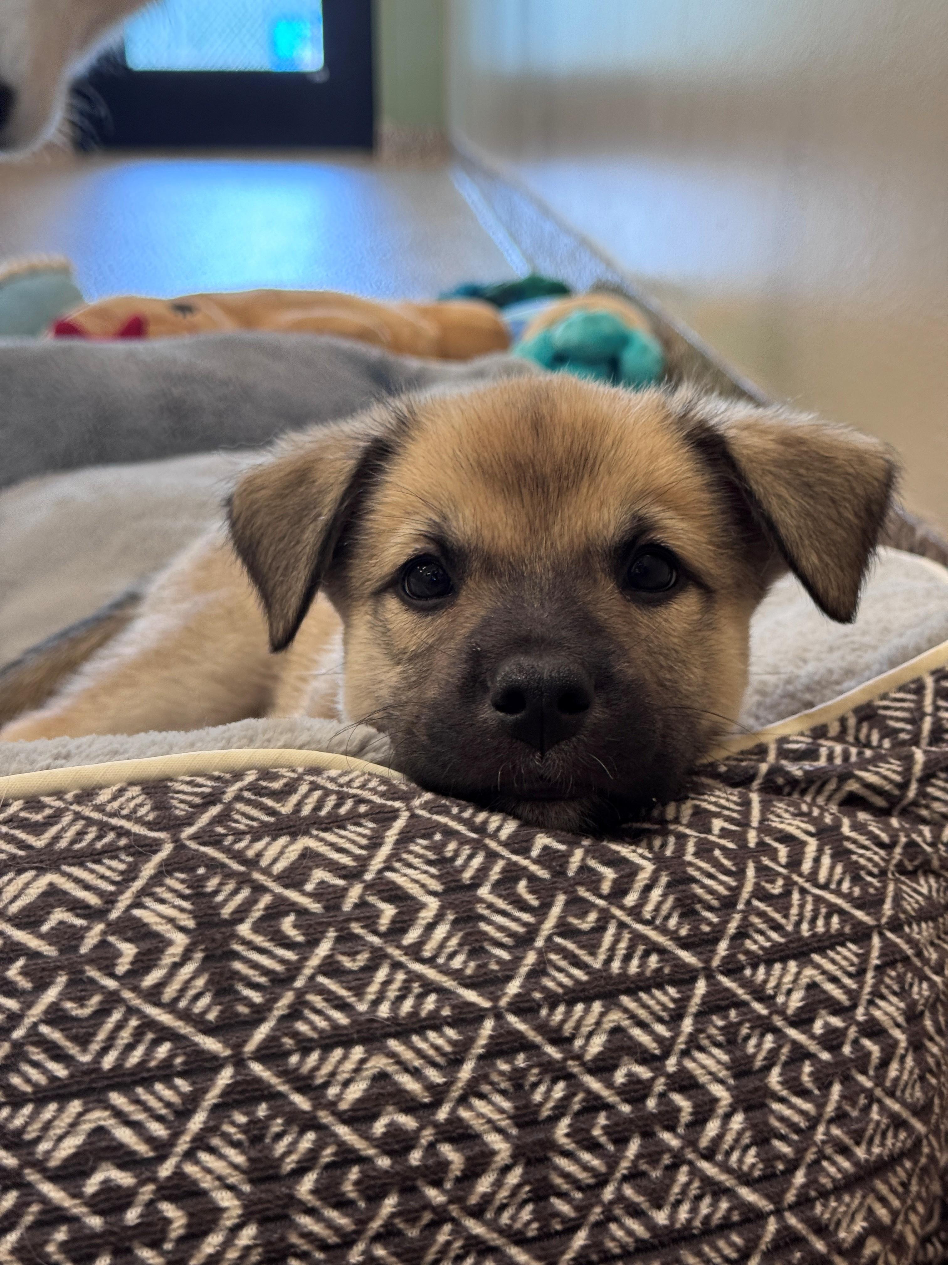 Kuma, a ADOPTABLE mixed breed in Hackensack, MN image 4/6