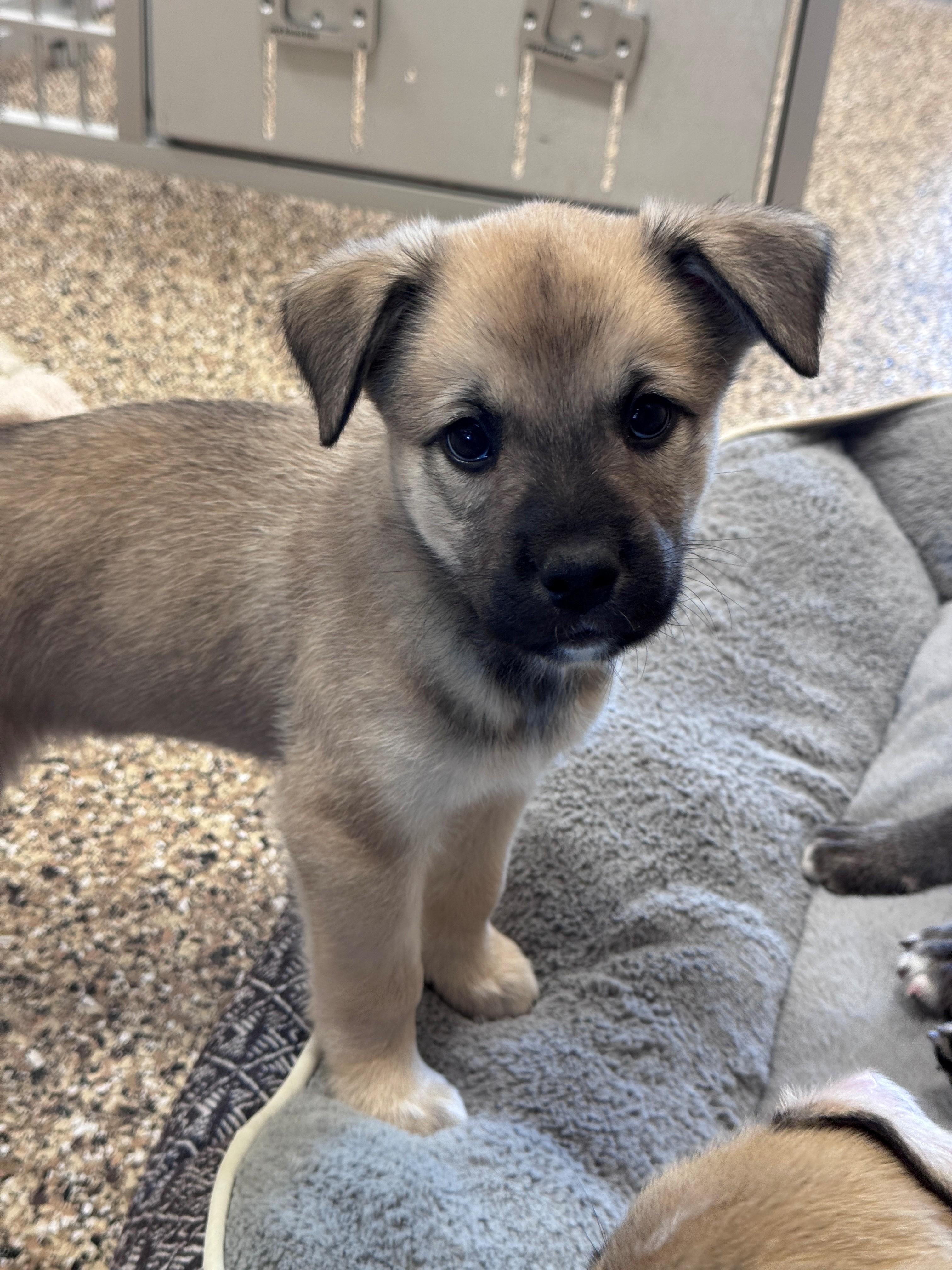 Kuma, a ADOPTABLE mixed breed in Hackensack, MN image 2/6