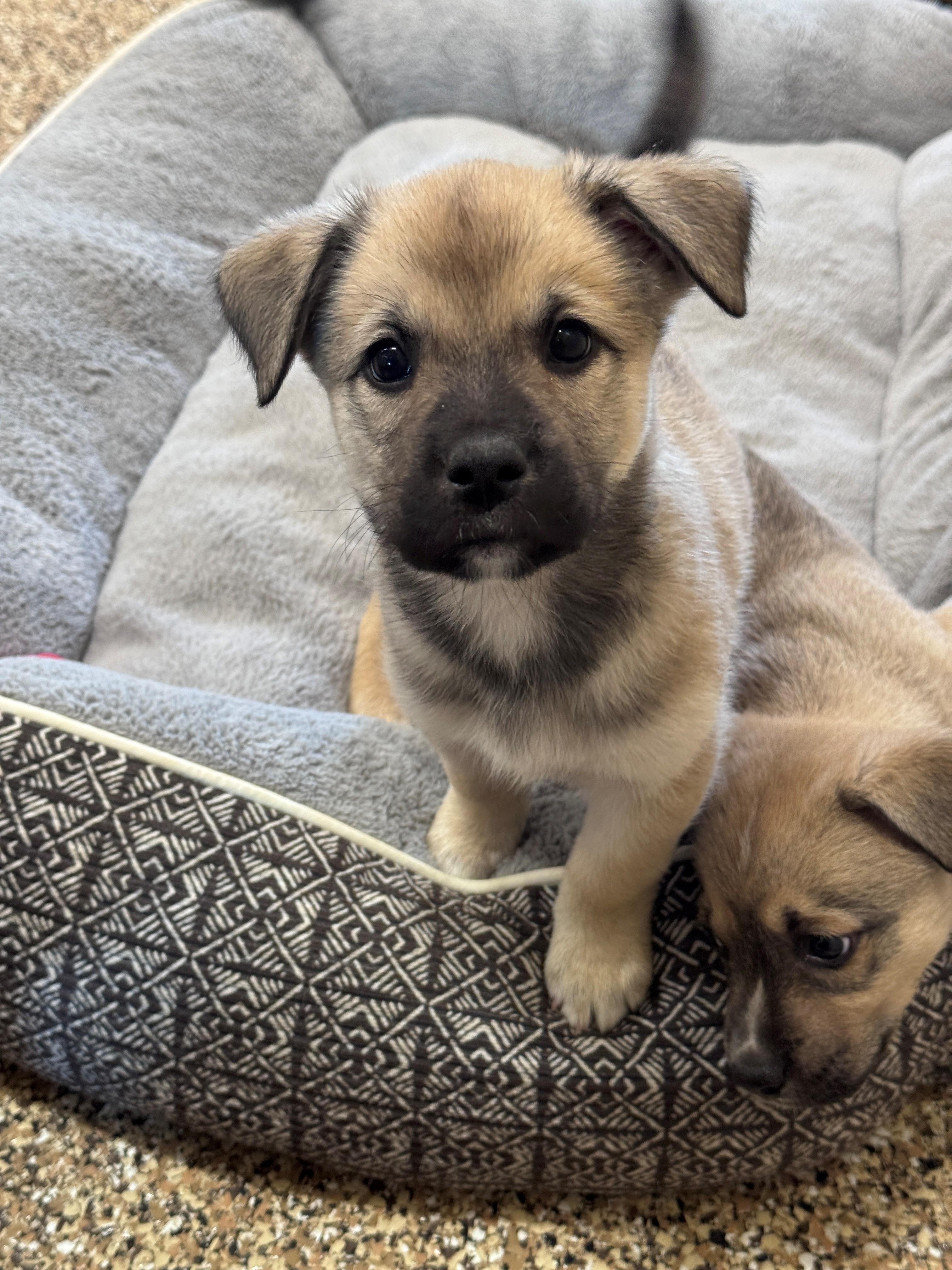Kuma, a ADOPTABLE mixed breed in Hackensack, MN image 5/6