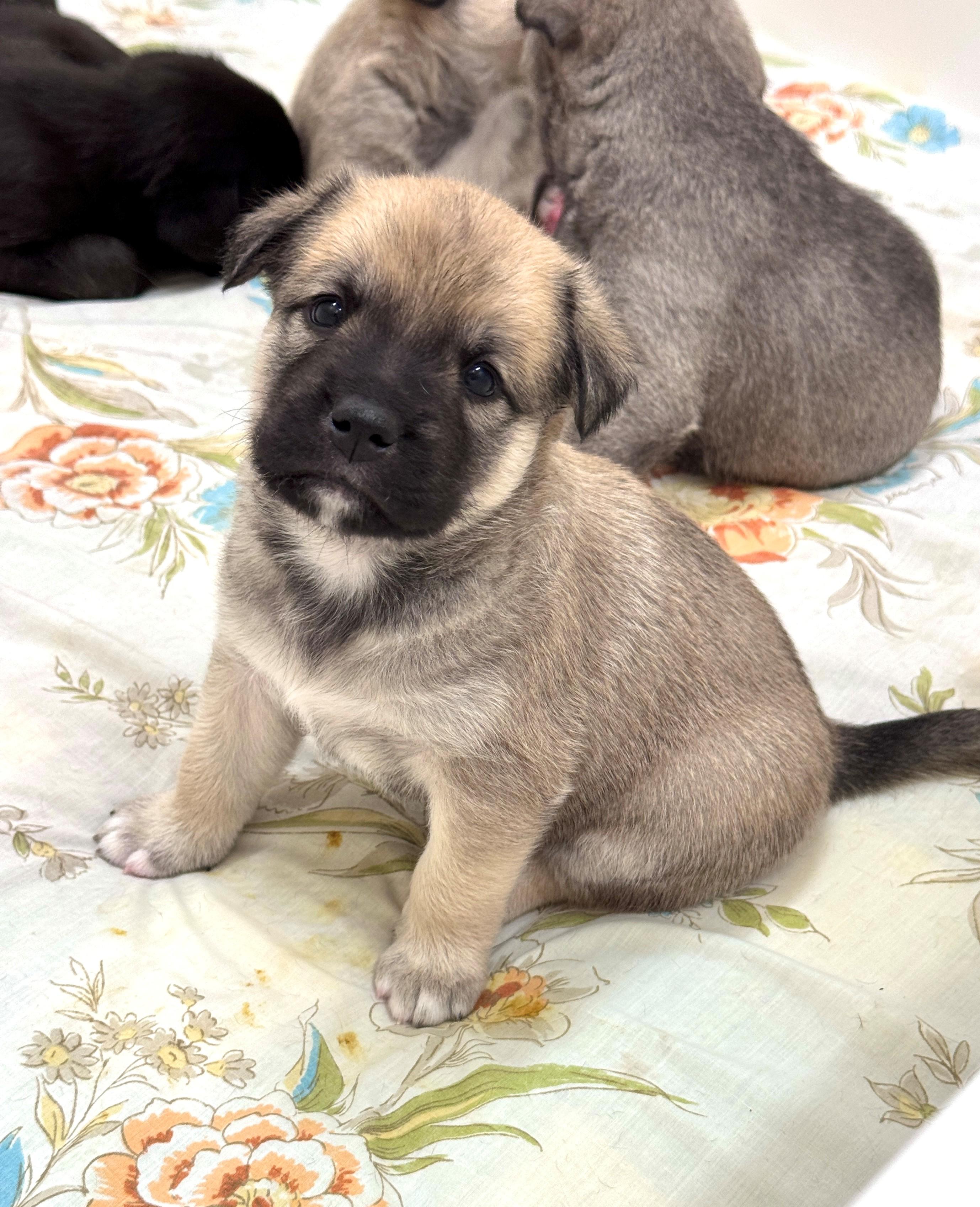 Kuma, ADOPTABLE, Puppy Female Husky & Siberian Husky.