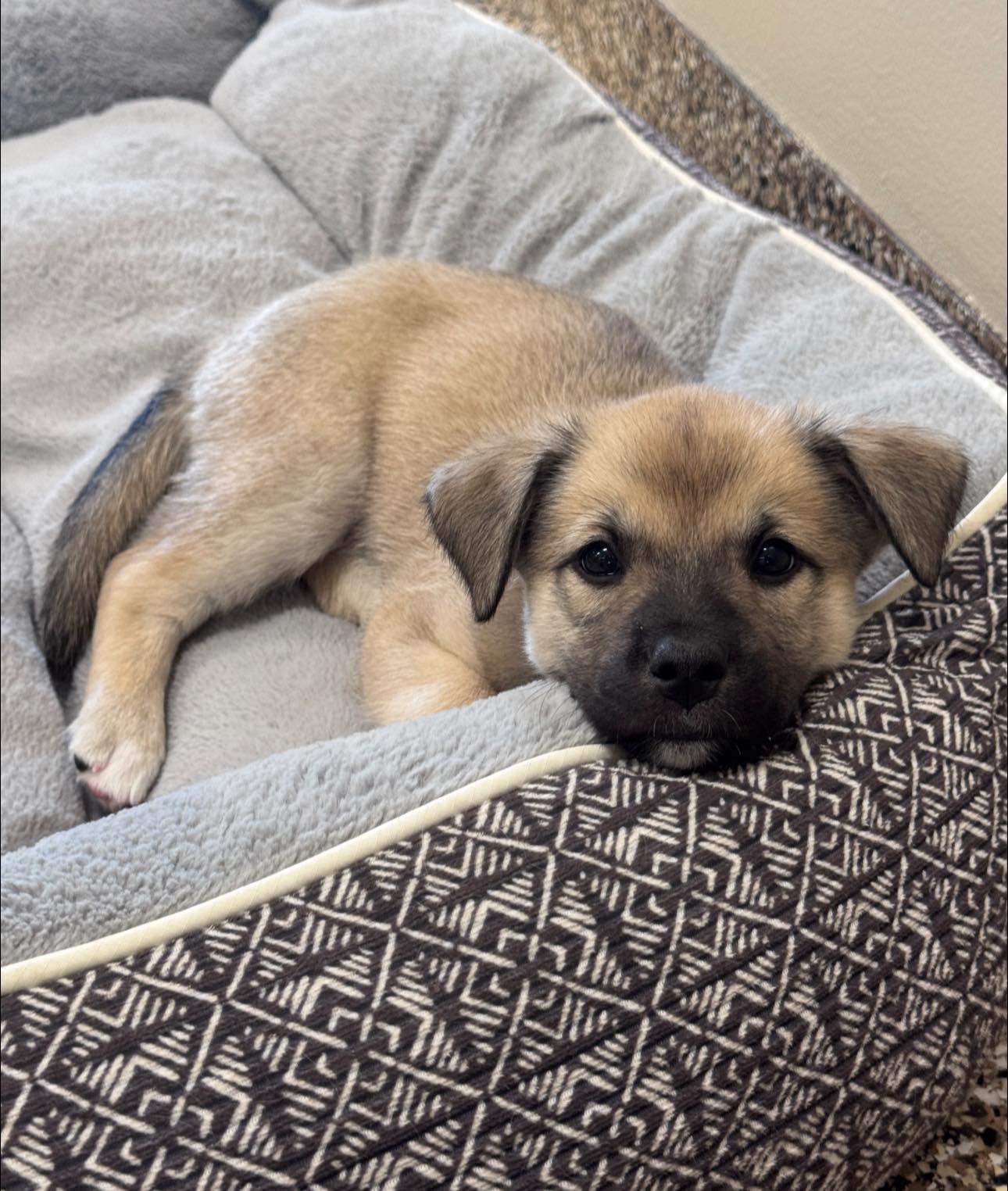 Kuma, a ADOPTABLE mixed breed in Hackensack, MN image 6/6