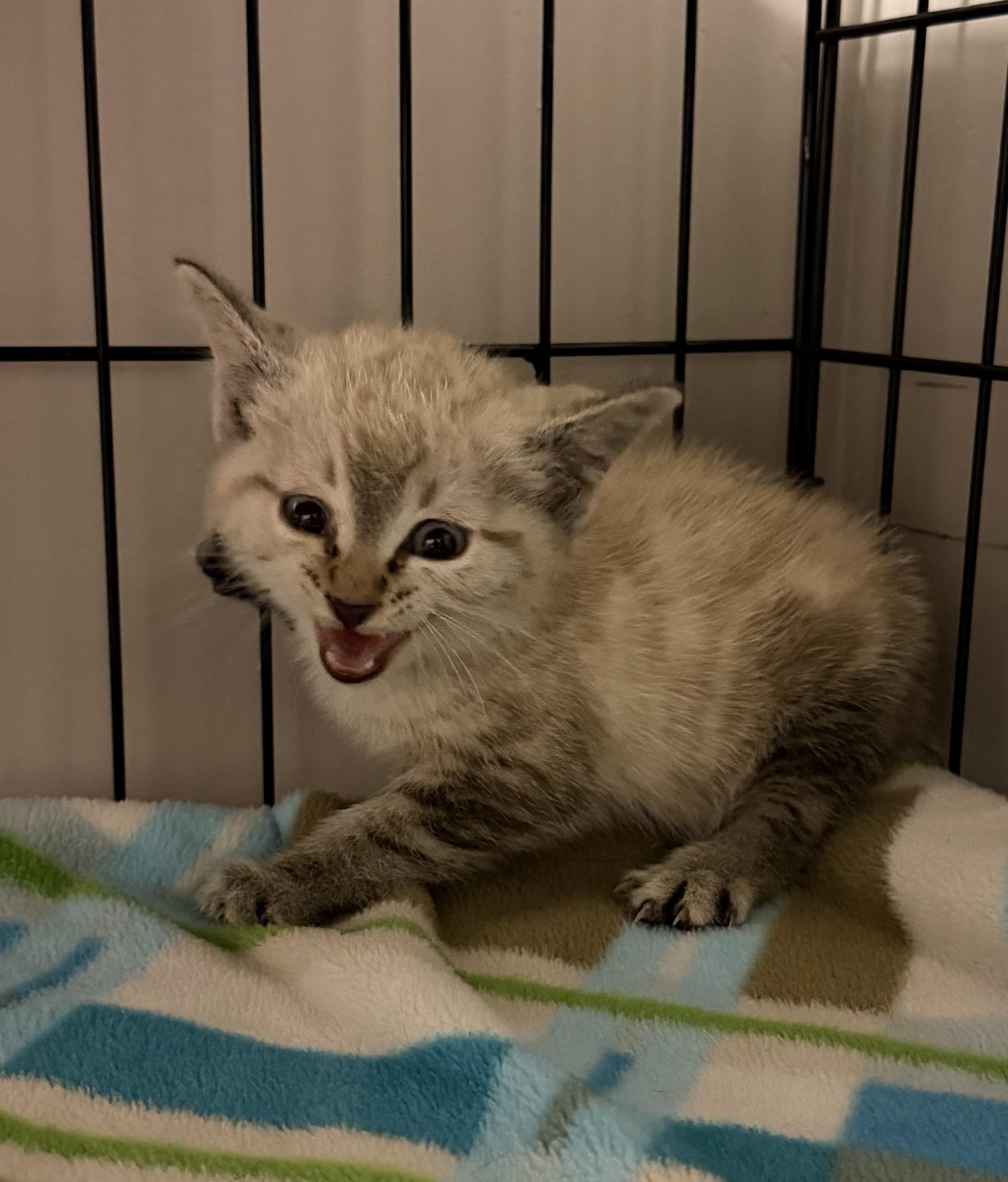 Salsa, ADOPTABLE, Kitten Male Siamese.